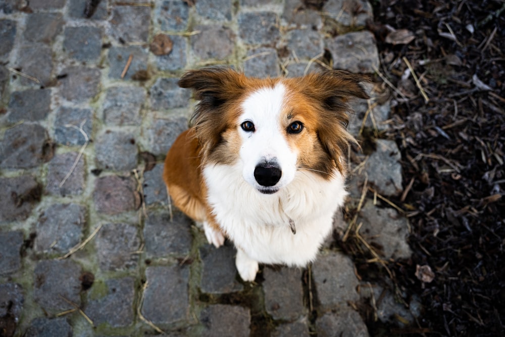 a brown and white dog sitting on top of a cobblestone road