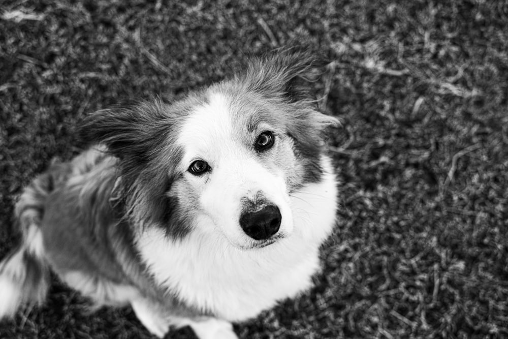 a black and white photo of a dog looking up