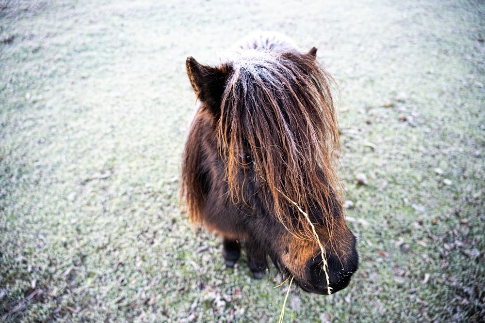 a brown horse standing on top of a grass covered field