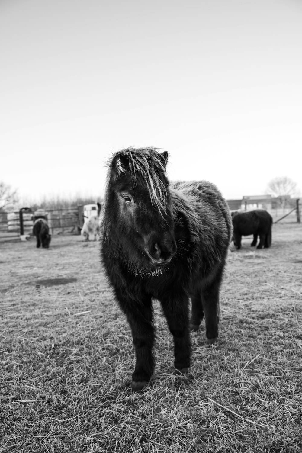 a black and white photo of a small horse