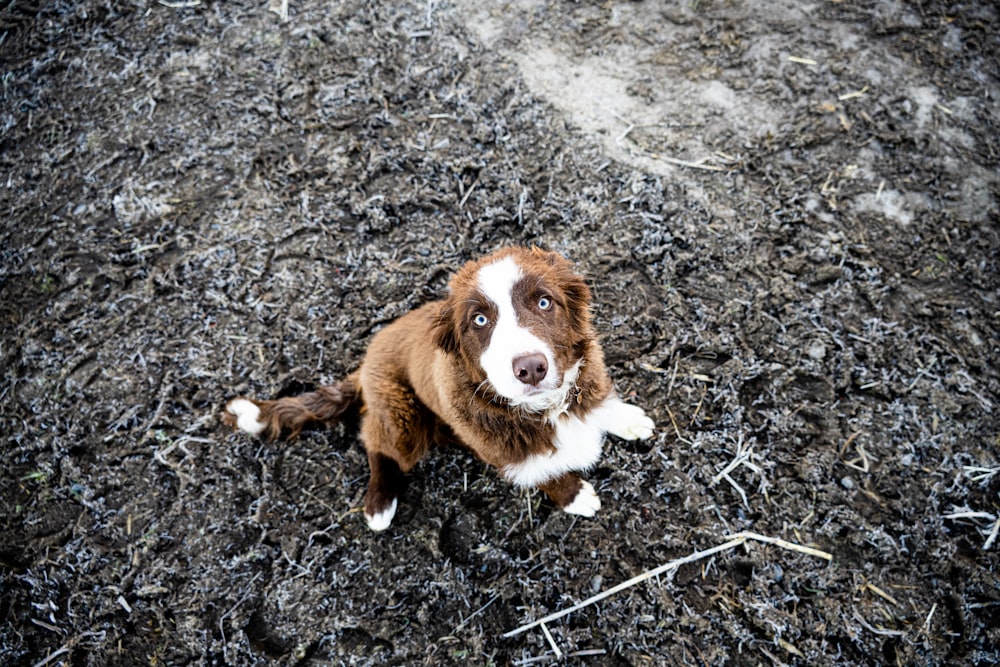 a brown and white dog laying on top of a dirt field