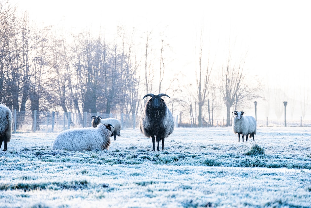a herd of sheep standing on top of a snow covered field