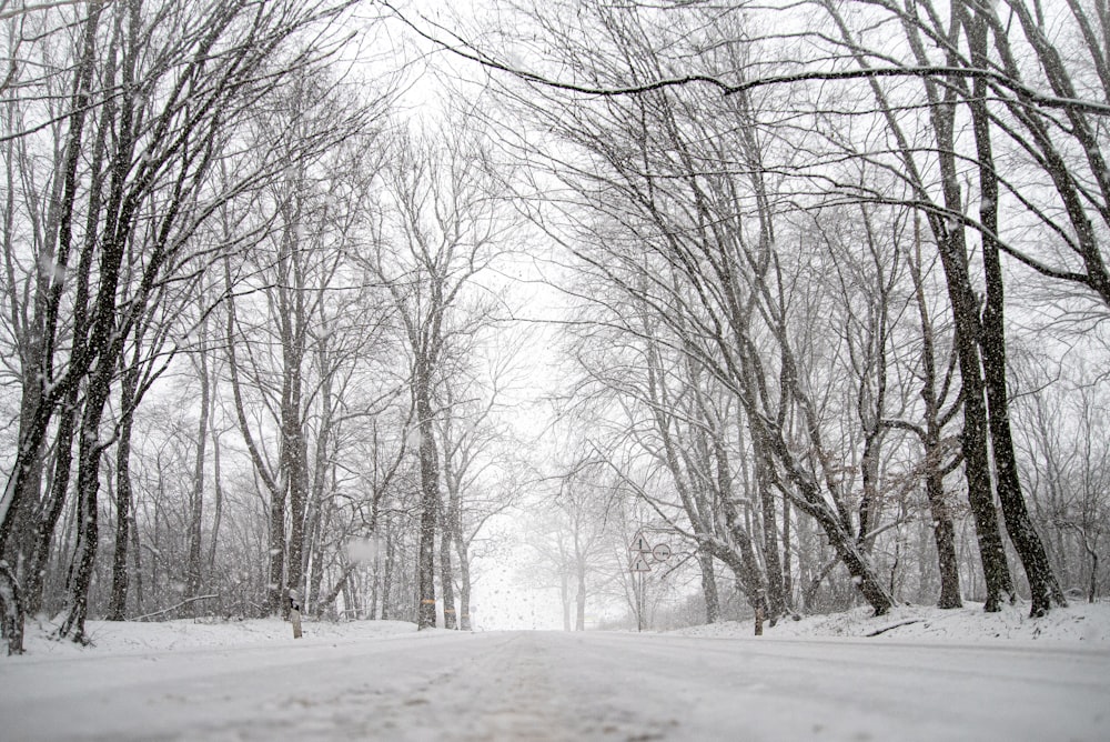 a snow covered road surrounded by trees and snow