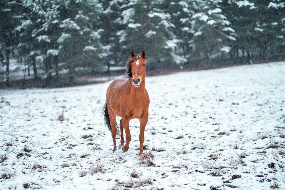 a brown horse standing on top of a snow covered field