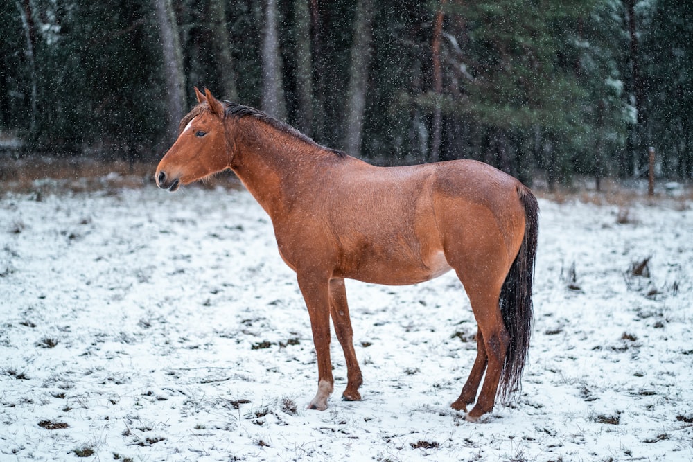 a brown horse standing in a snowy field