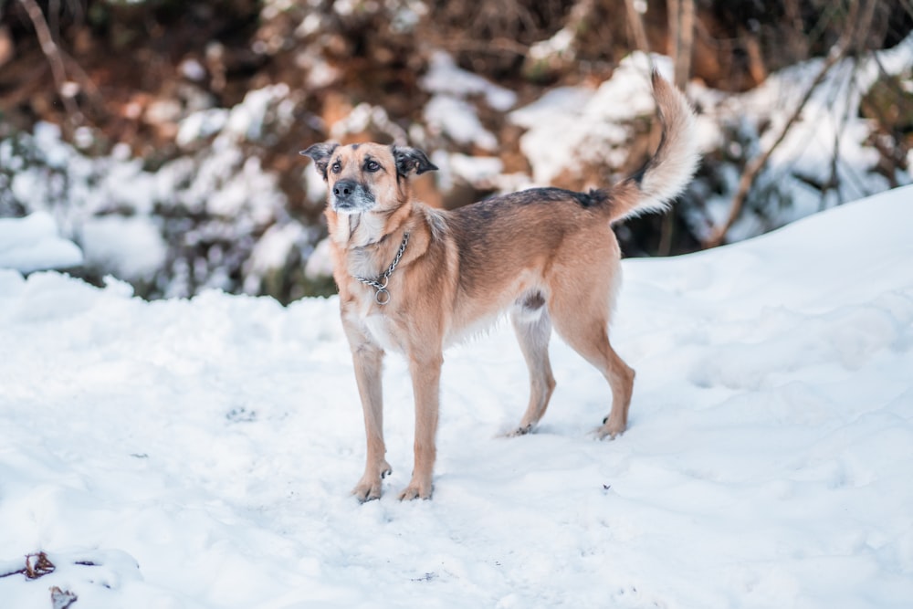 a dog standing in the snow looking at the camera