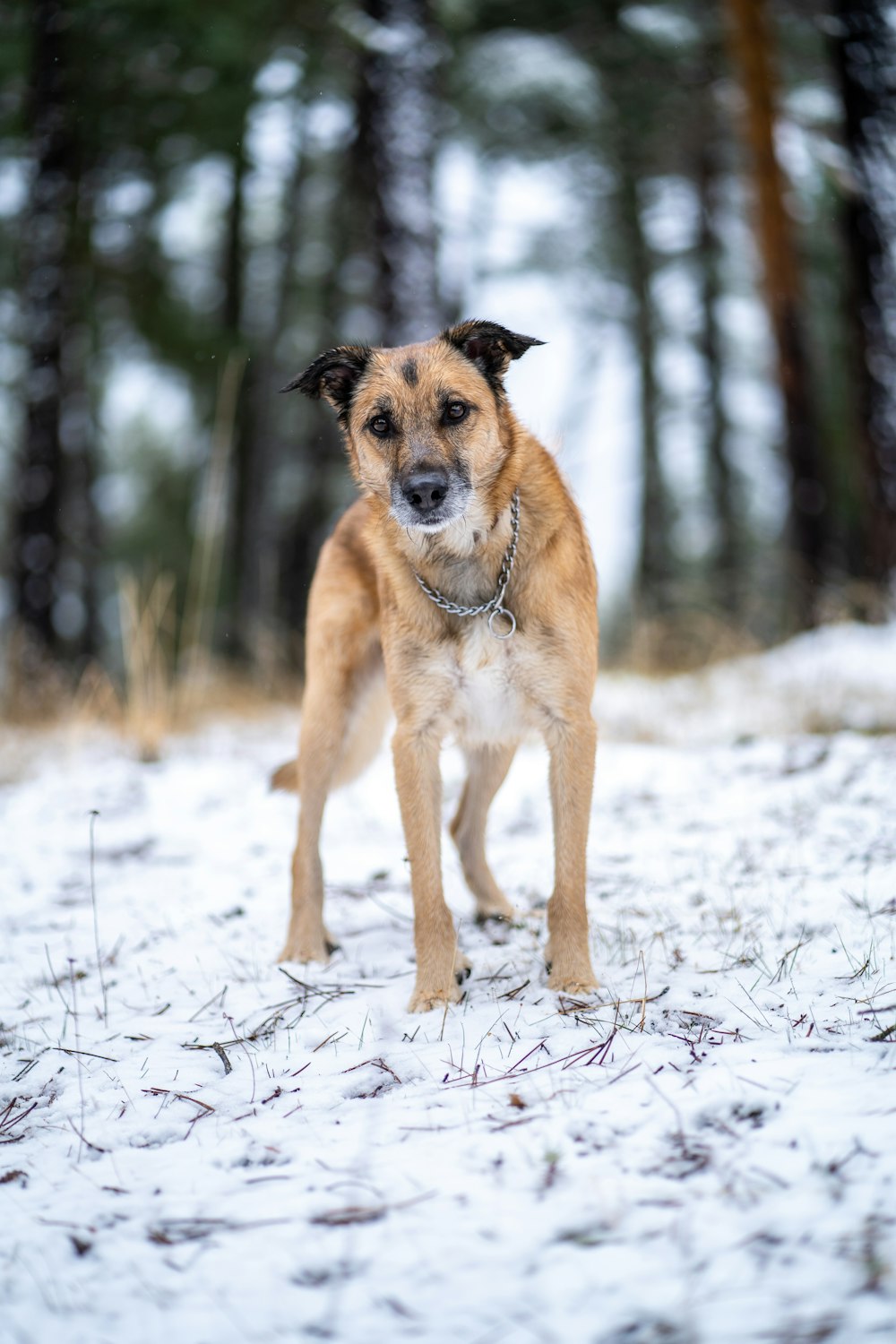 a dog standing in the snow in front of some trees