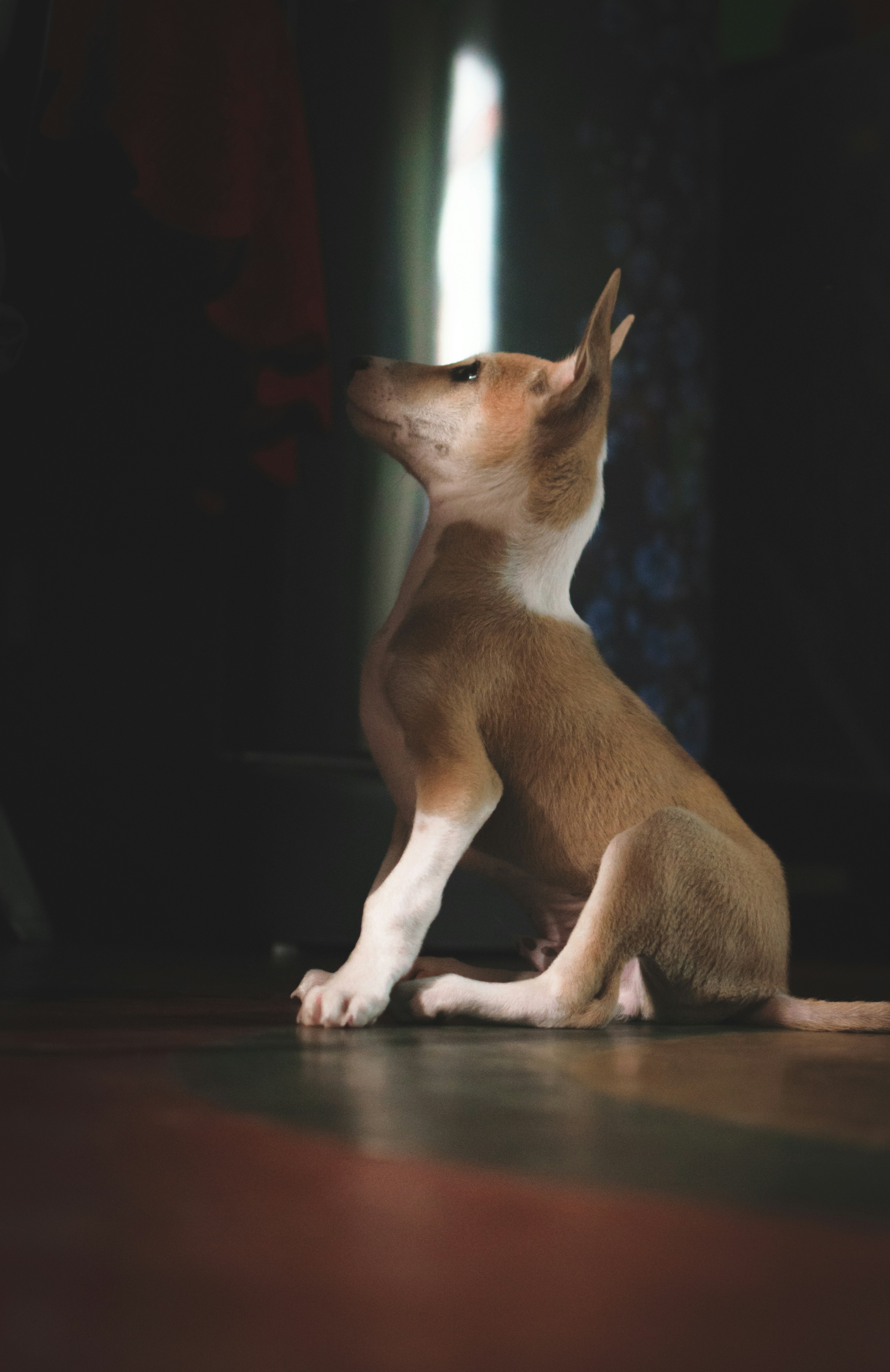 A small dog sitting on the floor looking up photo – Free Dog Image on ...