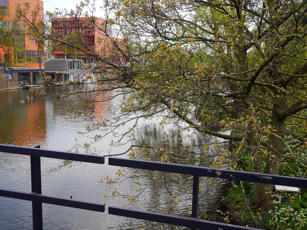 uno specchio d'acqua circondato da alberi ed edifici