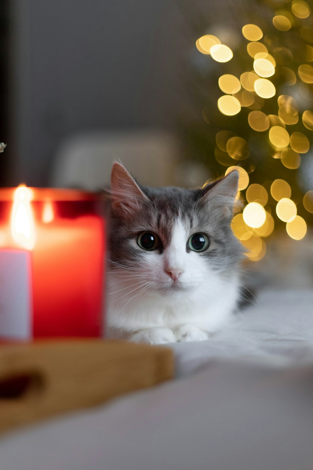 Un gatto grigio e bianco seduto accanto a una candela accesa