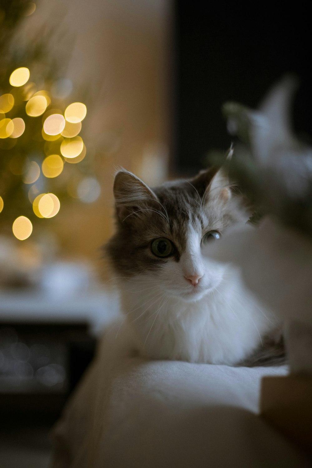Un gato sentado frente a un árbol de Navidad