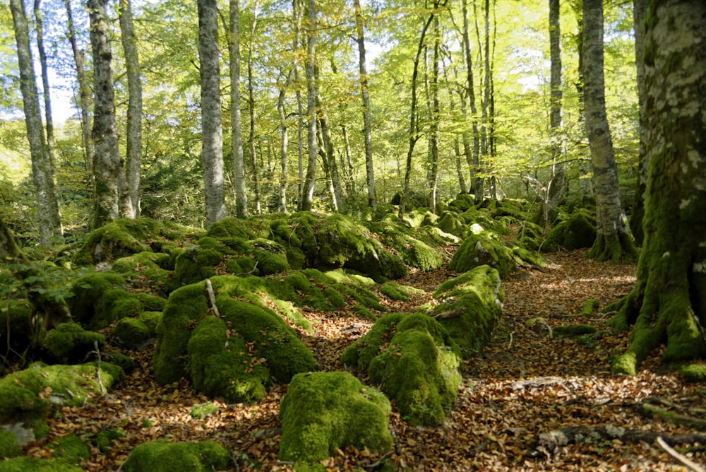 a forest filled with lots of green moss covered rocks