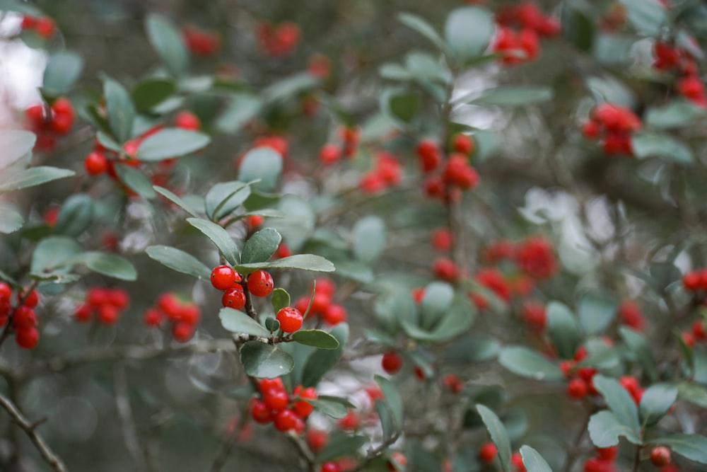 a bush with red berries and green leaves