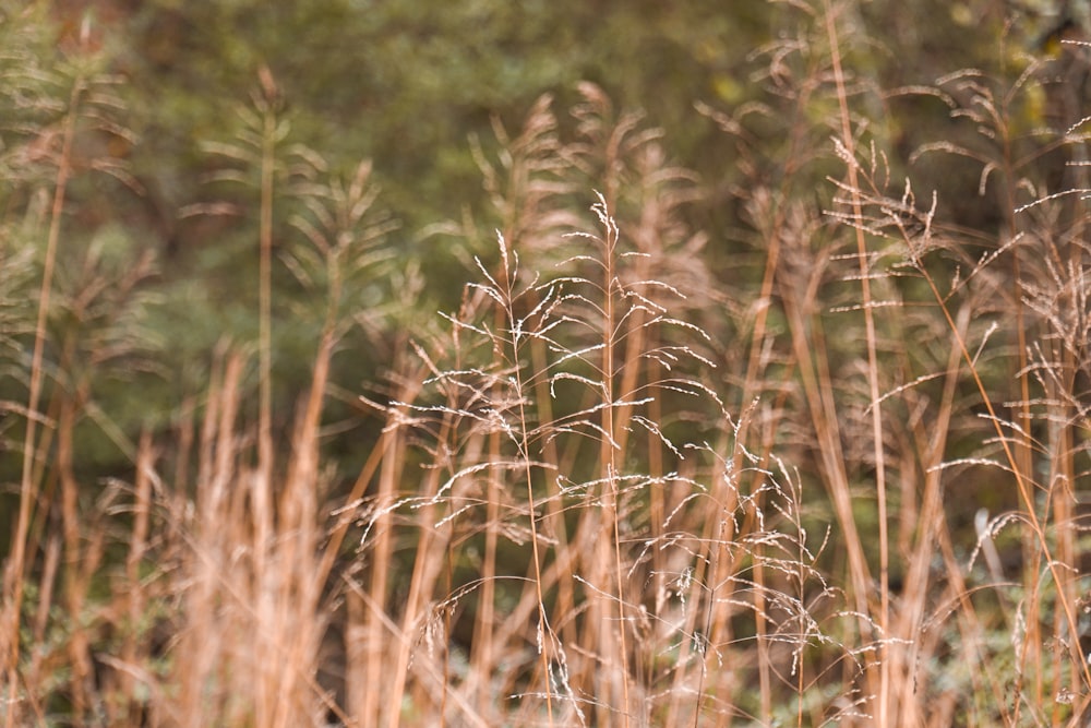 a close up of a field of tall grass