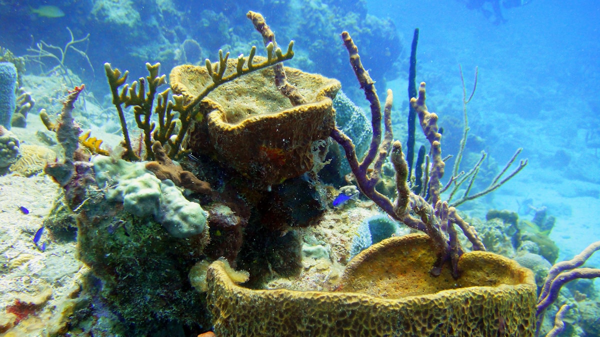 general related image for: Coral Vita Secures Funding for Global Reef Restoration Business