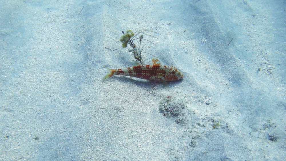 a red and white fish in the sand