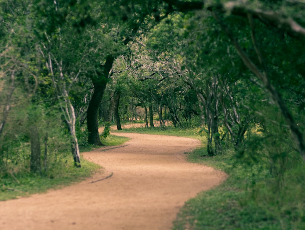 a dirt road surrounded by trees and grass