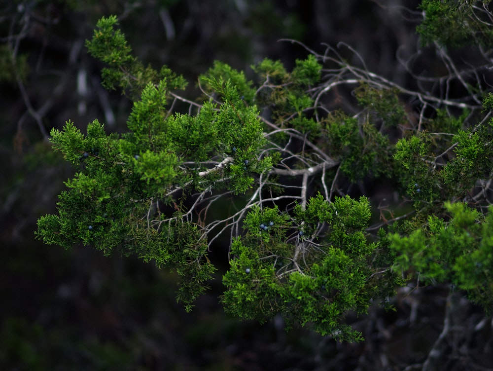 a close up of a tree branch with green leaves