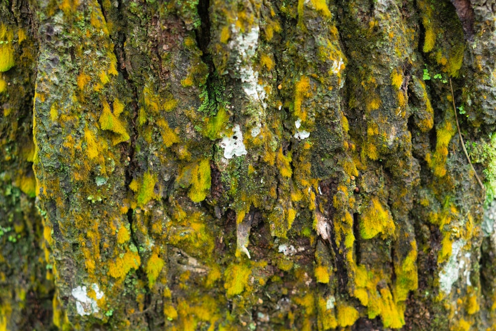 a close up of a tree with moss growing on it