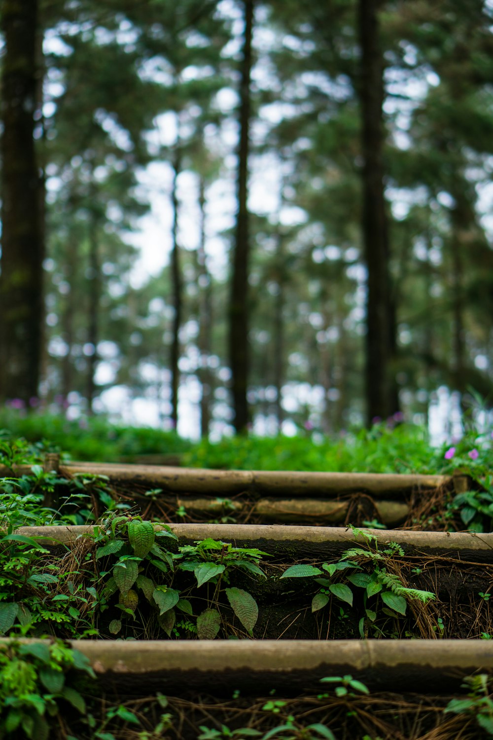 a group of steps in the middle of a forest