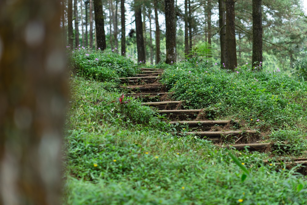 a bunch of steps going up a hill in the woods