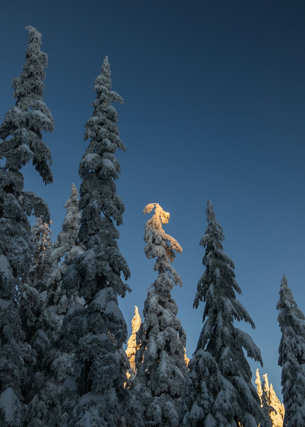 a group of snow covered trees under a blue sky