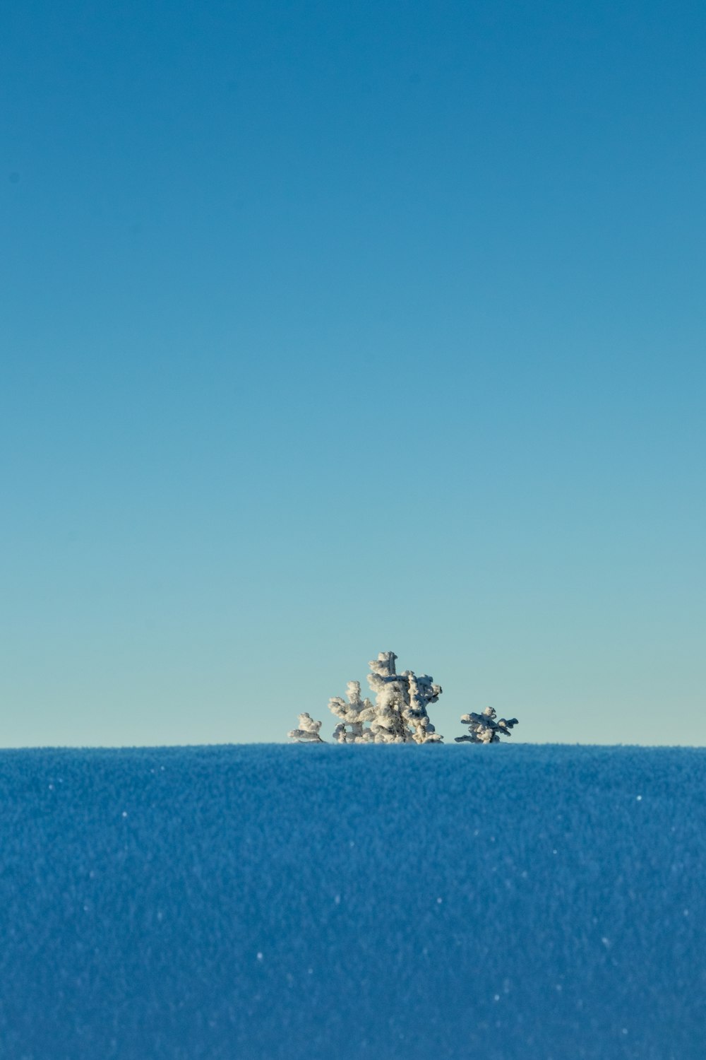 a group of birds sitting on top of a snow covered hill