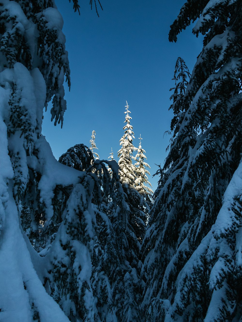 a snow covered forest with trees and a blue sky