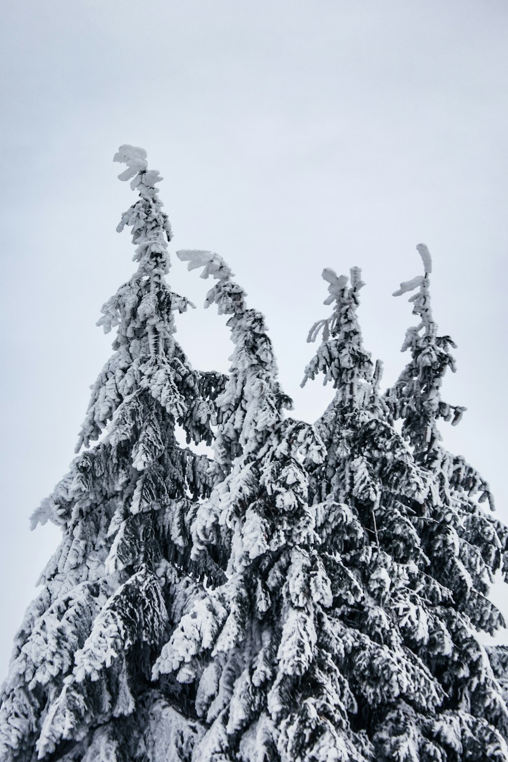 a couple of trees that are covered in snow