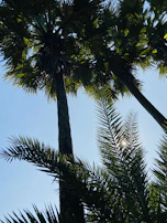 Rows of tall palm trees in Al-Qassim with sunlight filtering through the leaves.