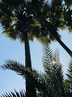Rows of tall palm trees in Al-Qassim with sunlight filtering through the leaves.