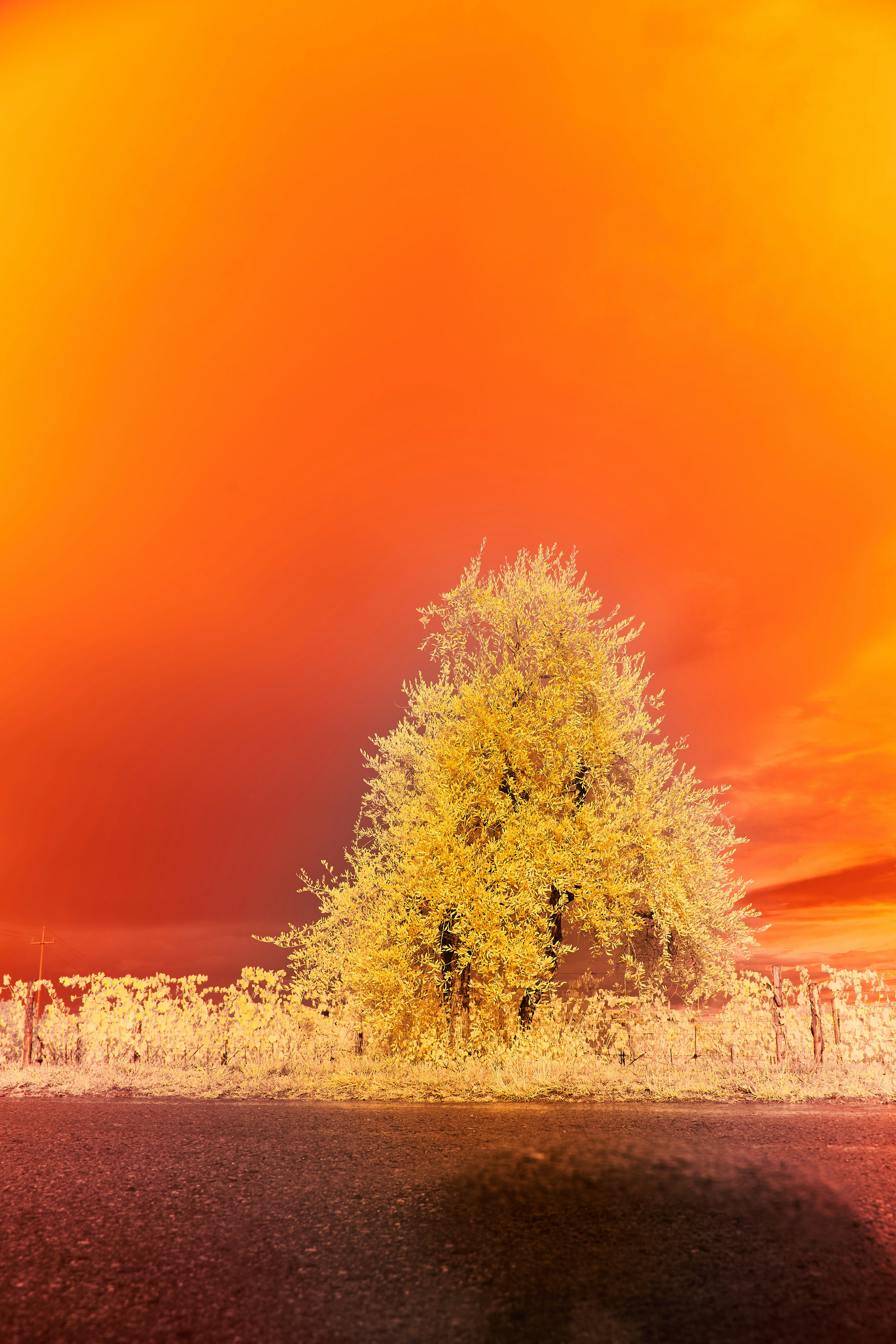 Photo by wolfgang_hasselmann