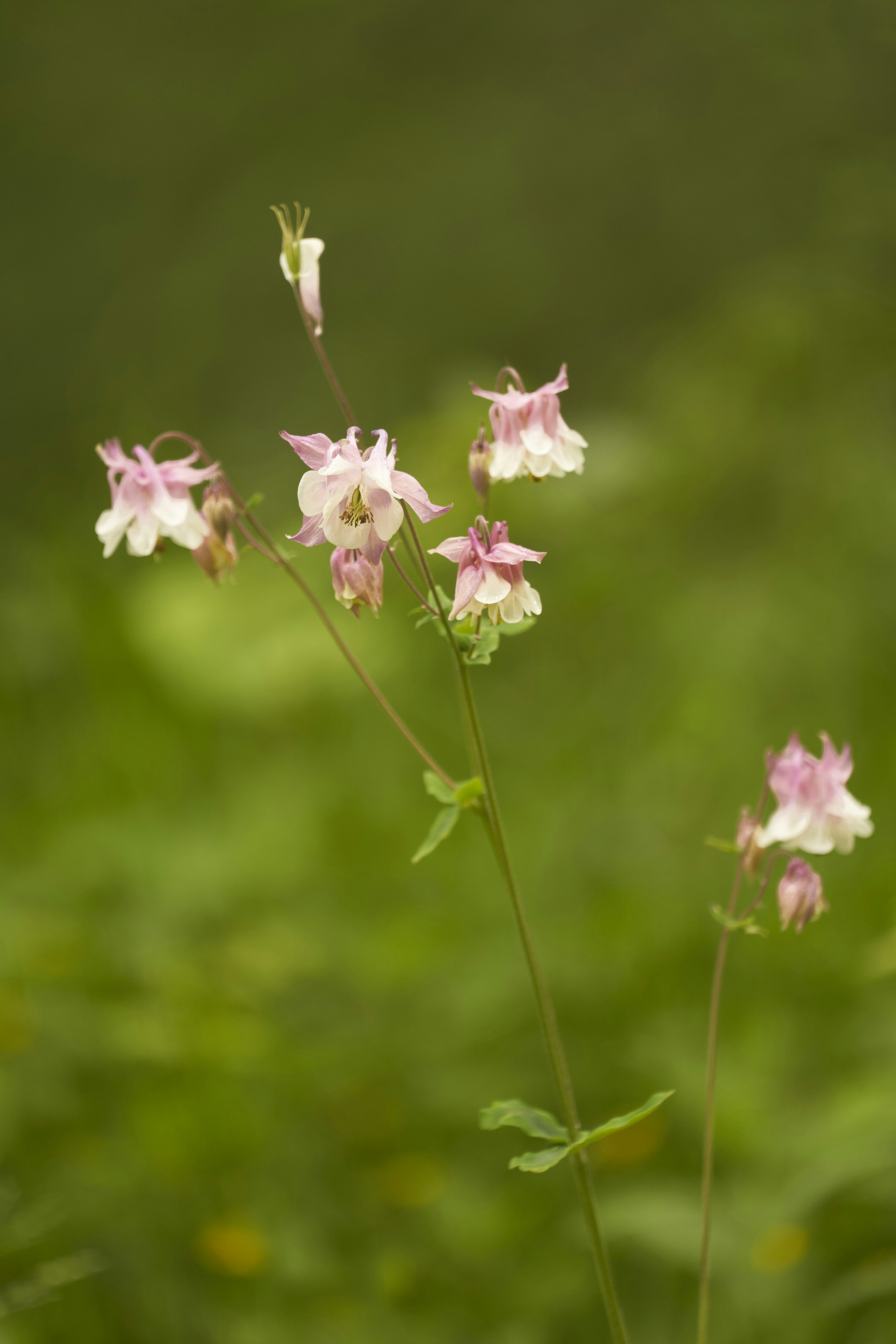 Photo by wolfgang_hasselmann