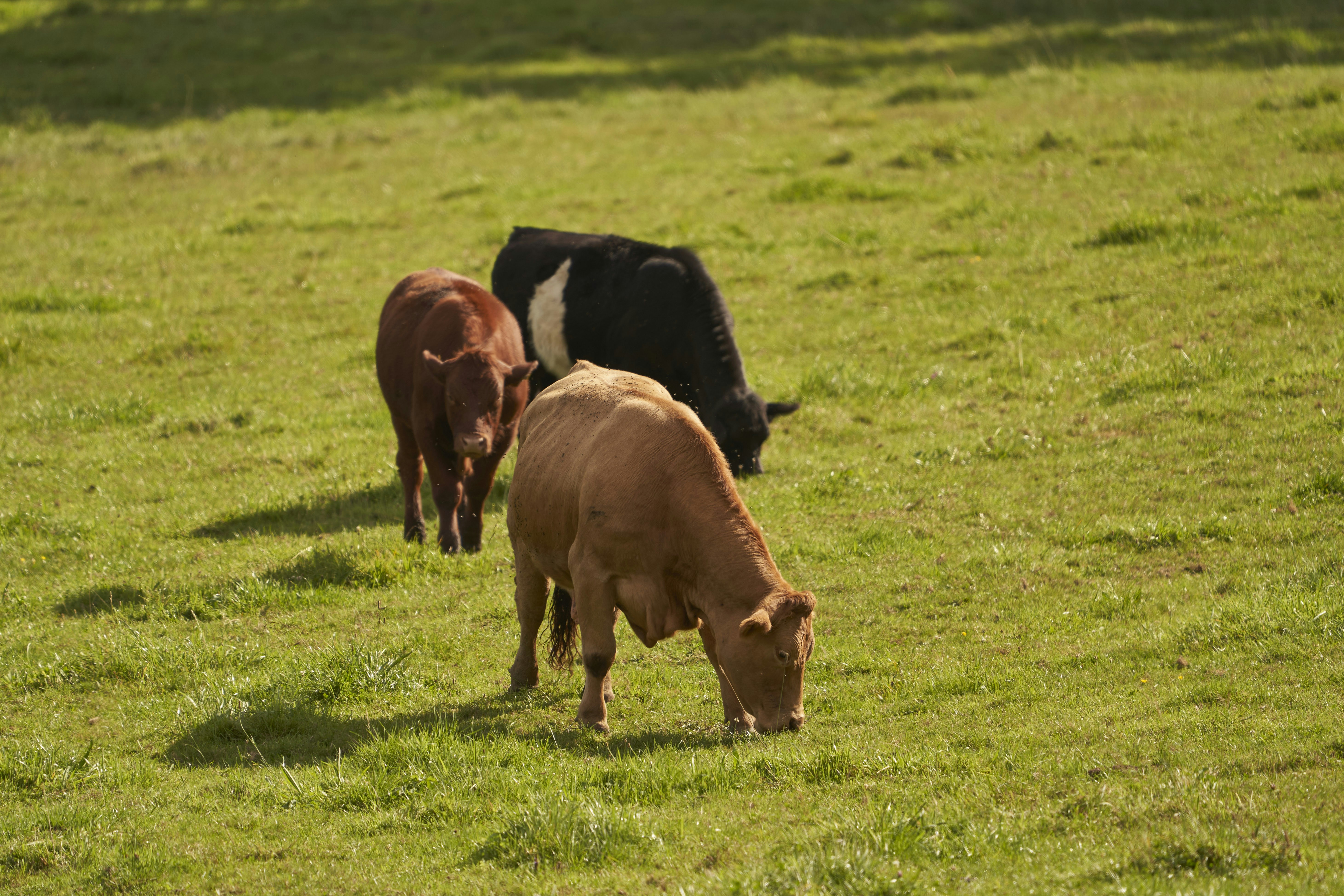 Photo by wolfgang_hasselmann