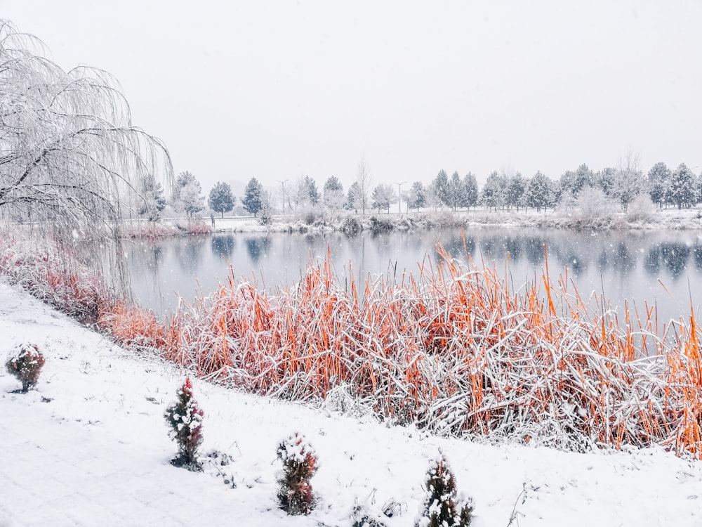 a lake surrounded by snow covered trees and bushes