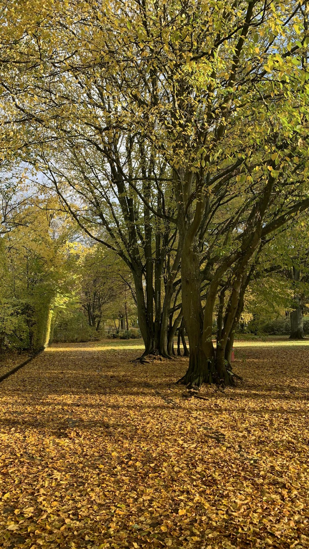 a park filled with lots of leaf covered trees