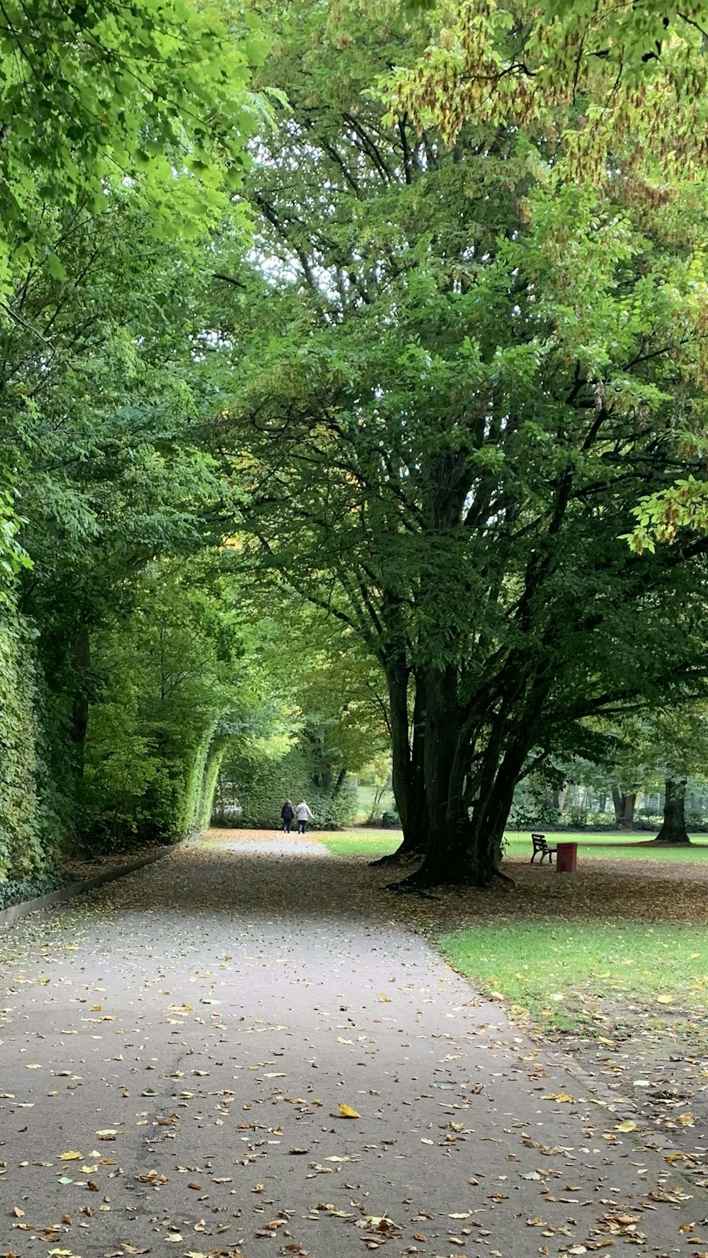 a path in a park lined with trees