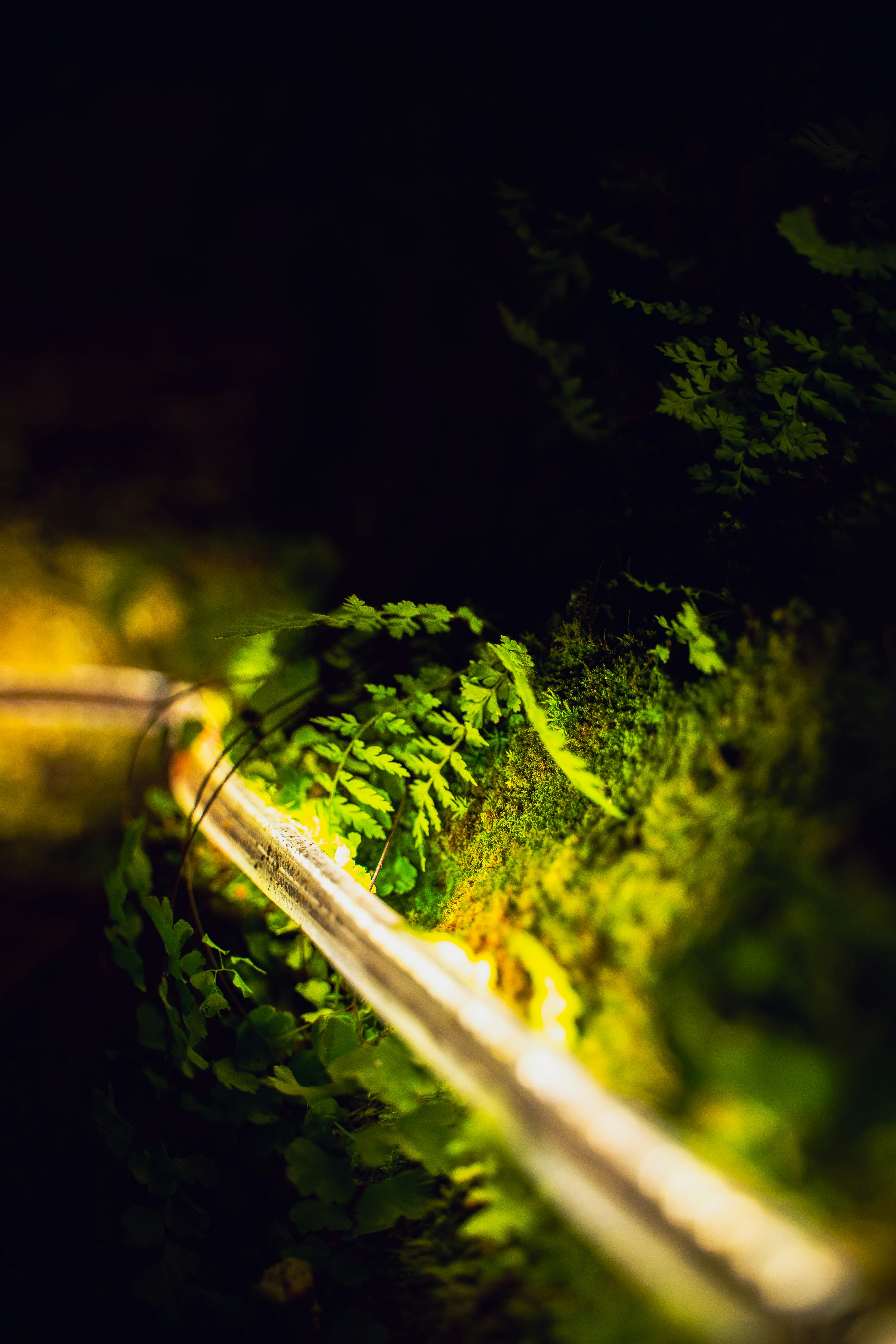 a close up of a leafy green plant