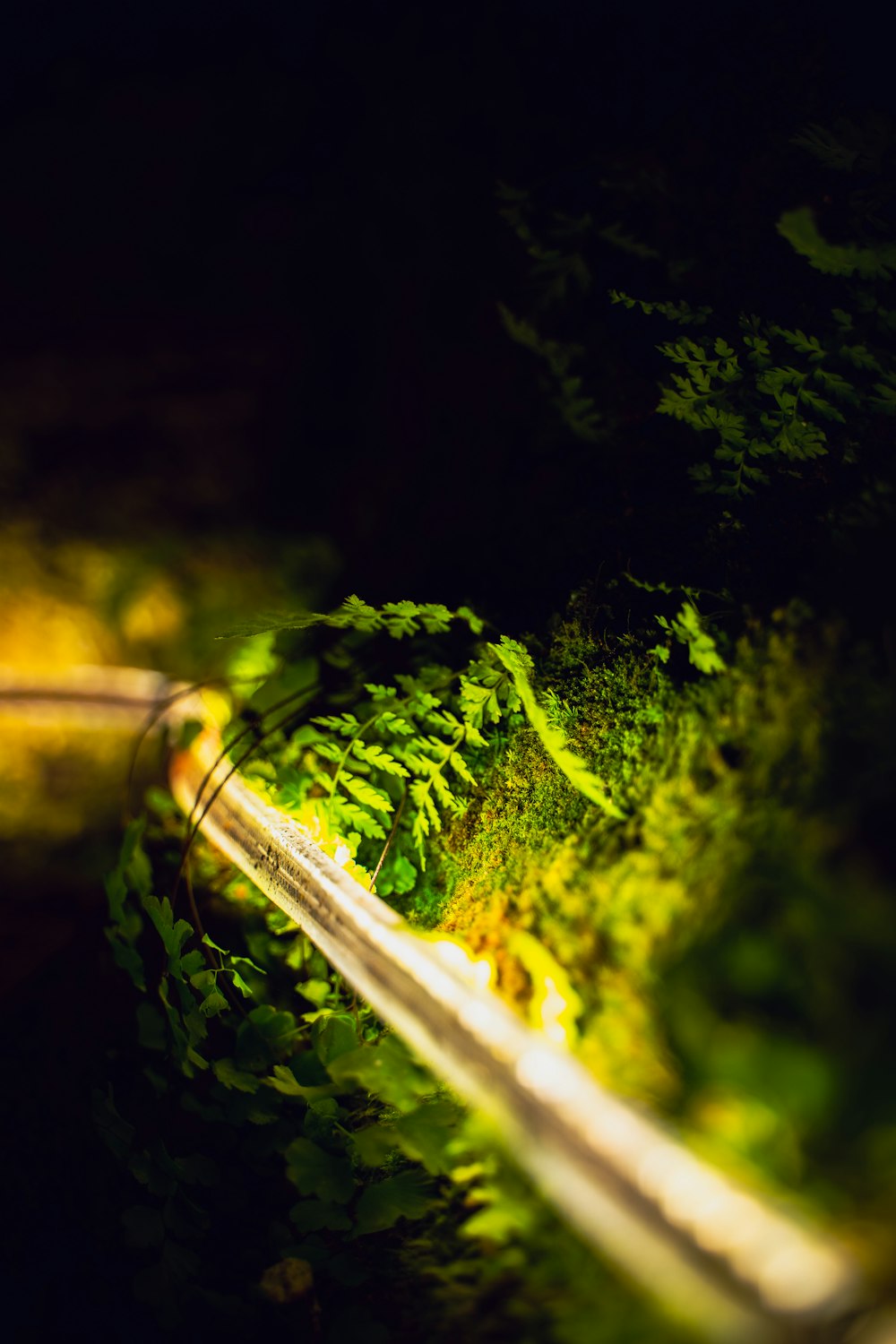 a close up of a leafy green plant