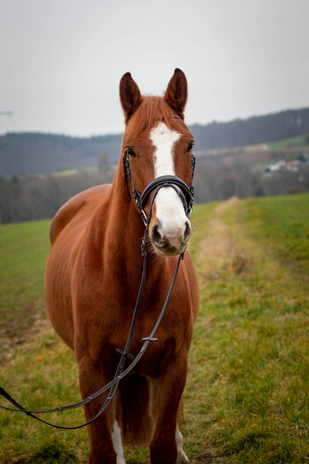 a brown horse standing on top of a lush green field