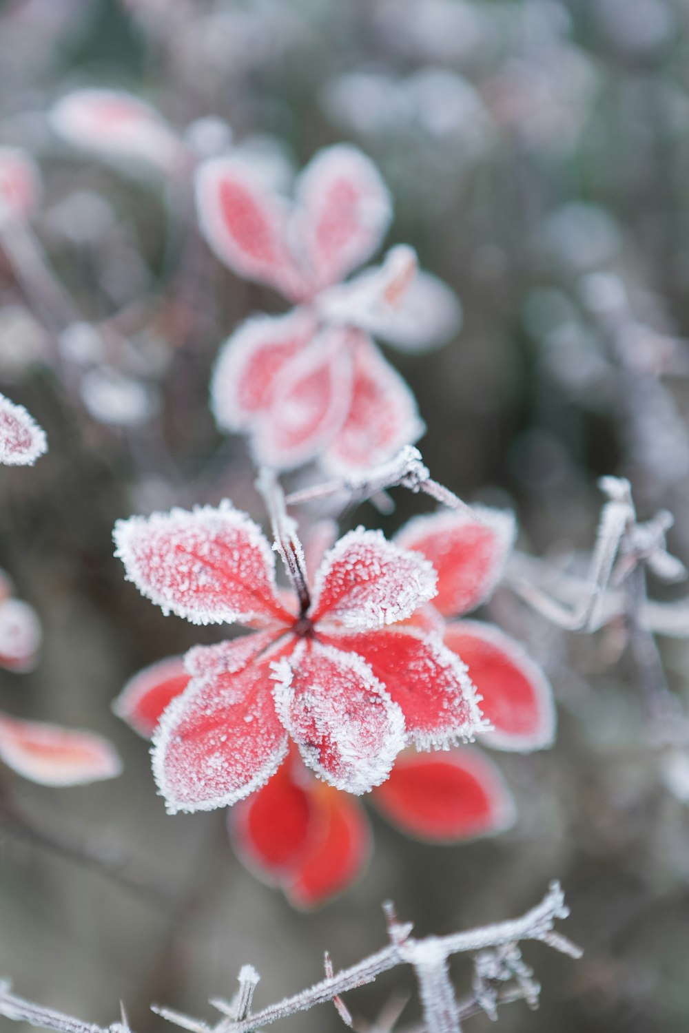 a close up of a flower with frost on it