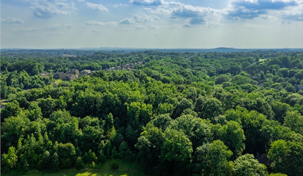 Forest Watch: Real-Time Deforestation Monitoring Dashboard