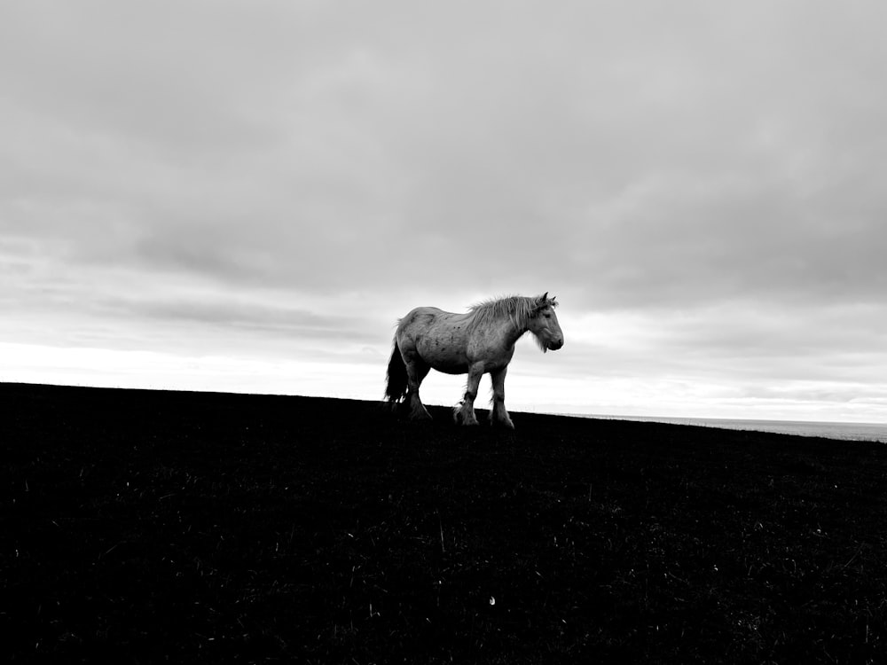 a white horse standing on top of a black field