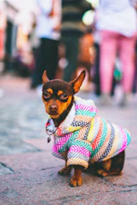 un perro pequeño con un abrigo colorido en una calle