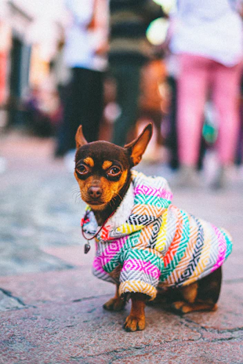 a small dog wearing a colorful coat on a street