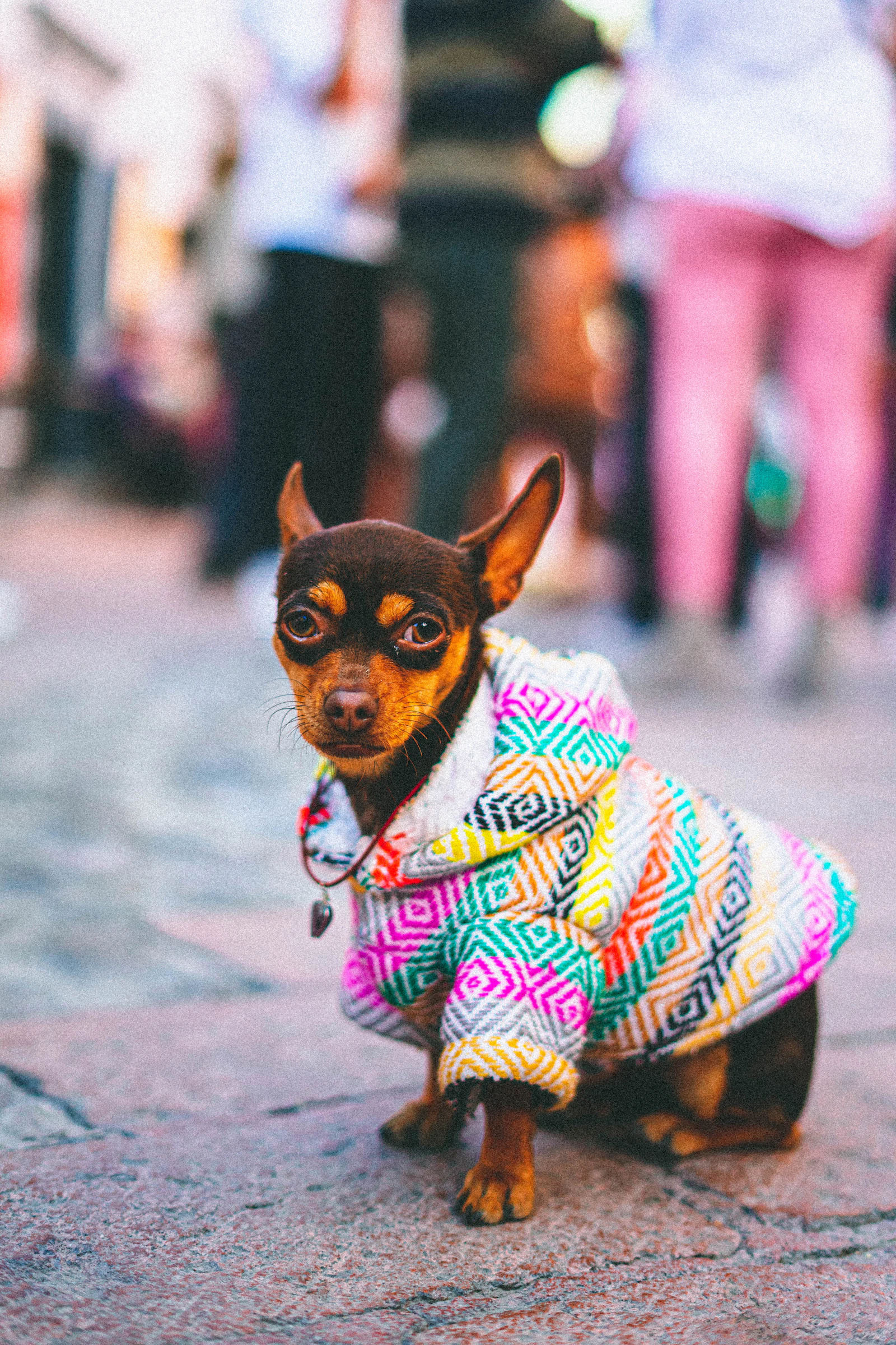 Perrito chihuahua con abrigo de colores en la calle