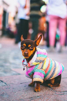 a small dog wearing a colorful coat on a street