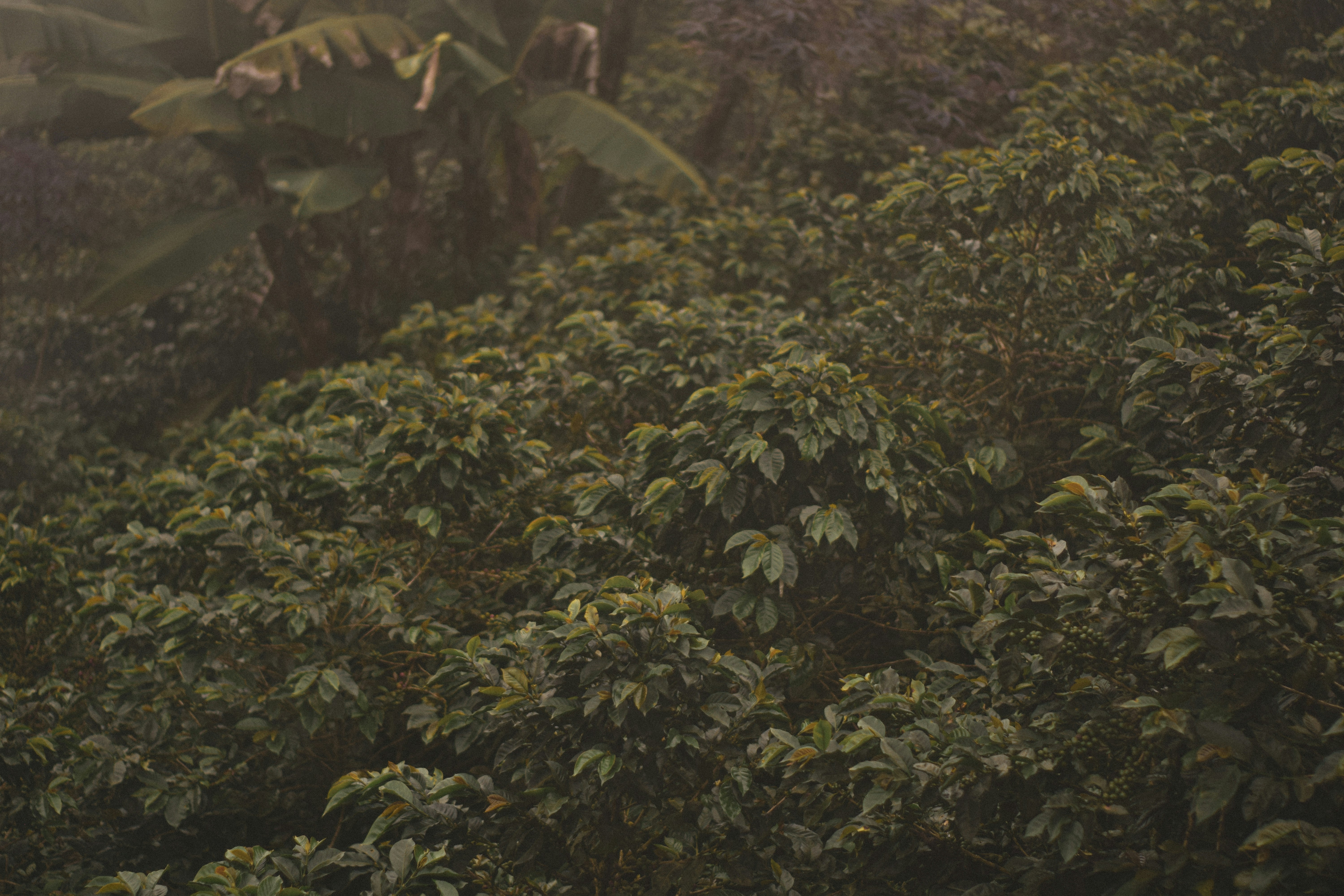 Lush green coffee plantations in Coorg with mist-covered hills in the background