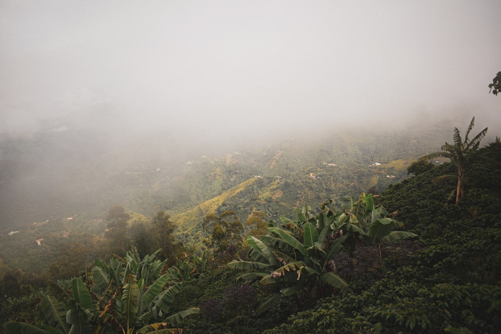 a lush green hillside covered in lots of trees