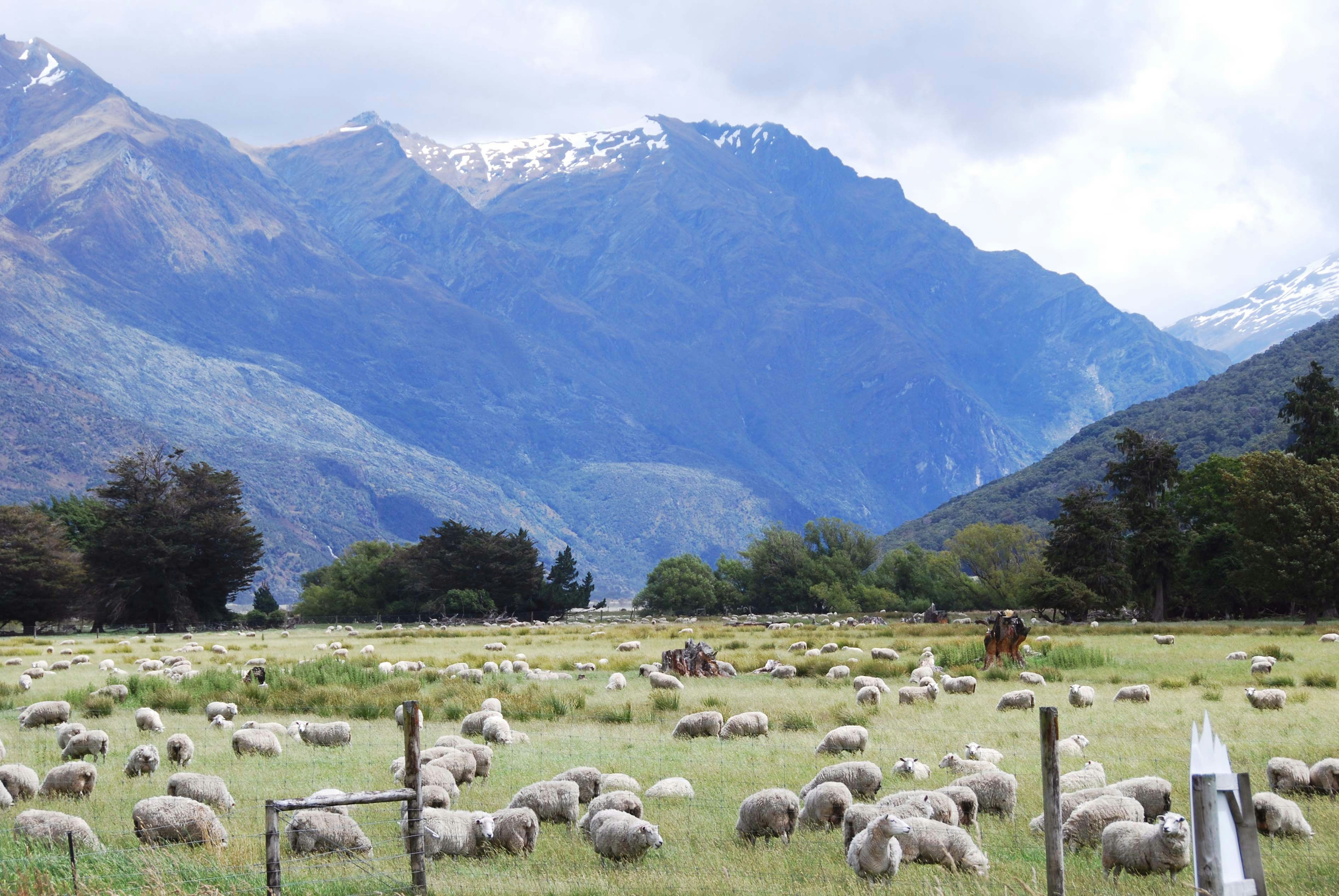 a herd of sheep grazing on a lush green field